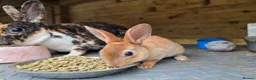 Rex rabbits for sale: Mini Rex and DwarfxRex - Advert 12