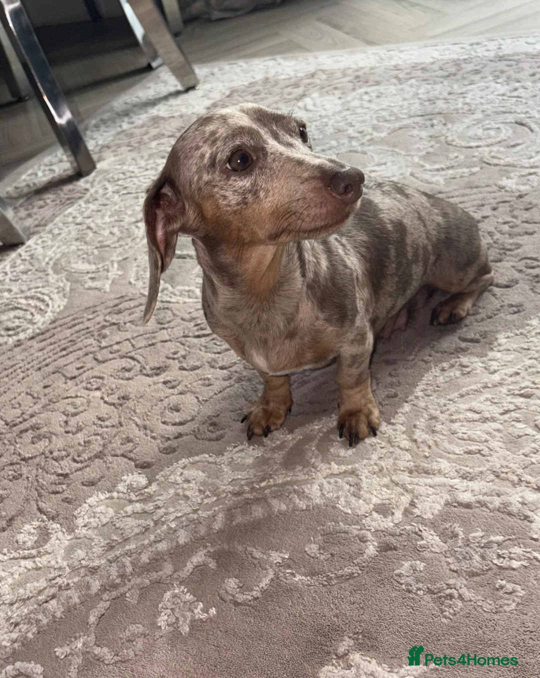 Miniature Dachshund dogs for sale: Miniature dachshund puppies - Advert 9