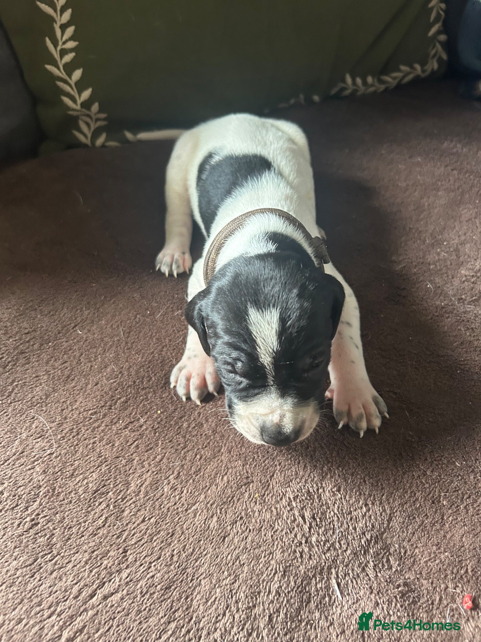 Pointer dogs for sale: KC English Pointer Puppies - Advert 36