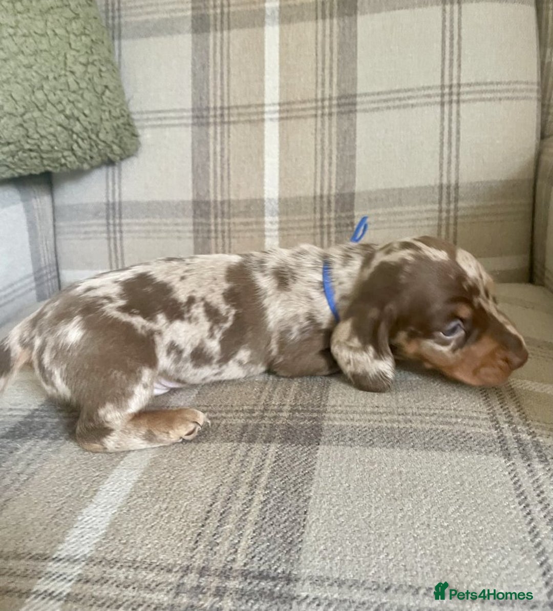 Miniature Dachshund dogs for sale: LOVELY MINIATURE DACHSHUNDS PUPPIES - Image 5