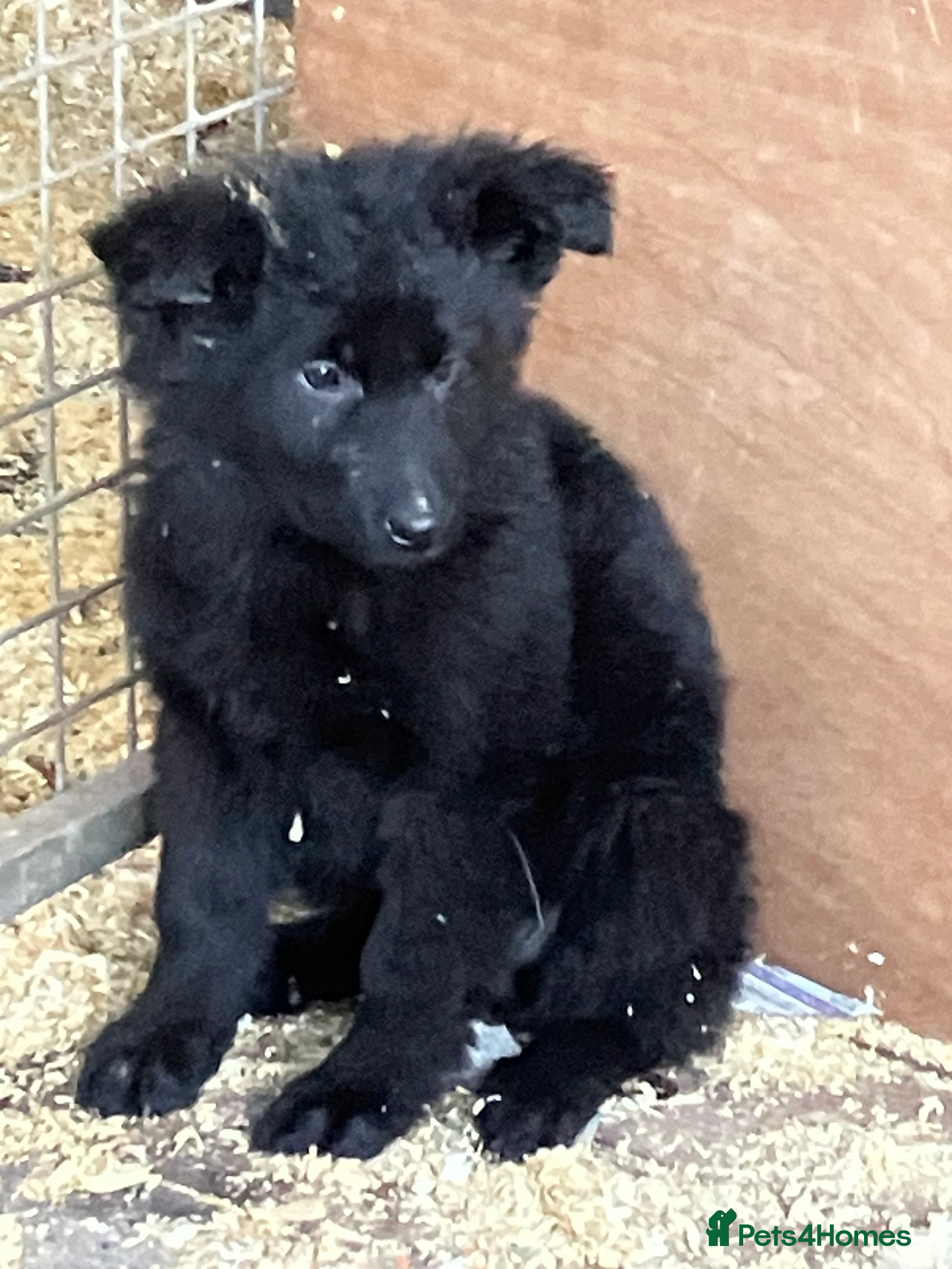 German Shepherd dogs Superb German Shepherd pups working lines - Advert 3