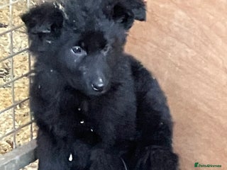 German Shepherd dogs Superb German Shepherd pups working lines - Advert 18