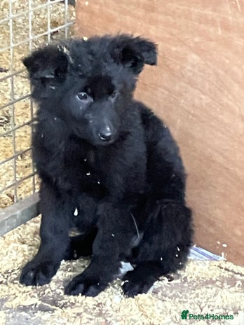 German Shepherd dogs Superb German Shepherd pups working lines - Advert 14