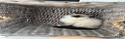 Ragdoll cats for sale: 🌟TICA🌟Champion Ragdoll🏆🏆🏆 - Advert 21