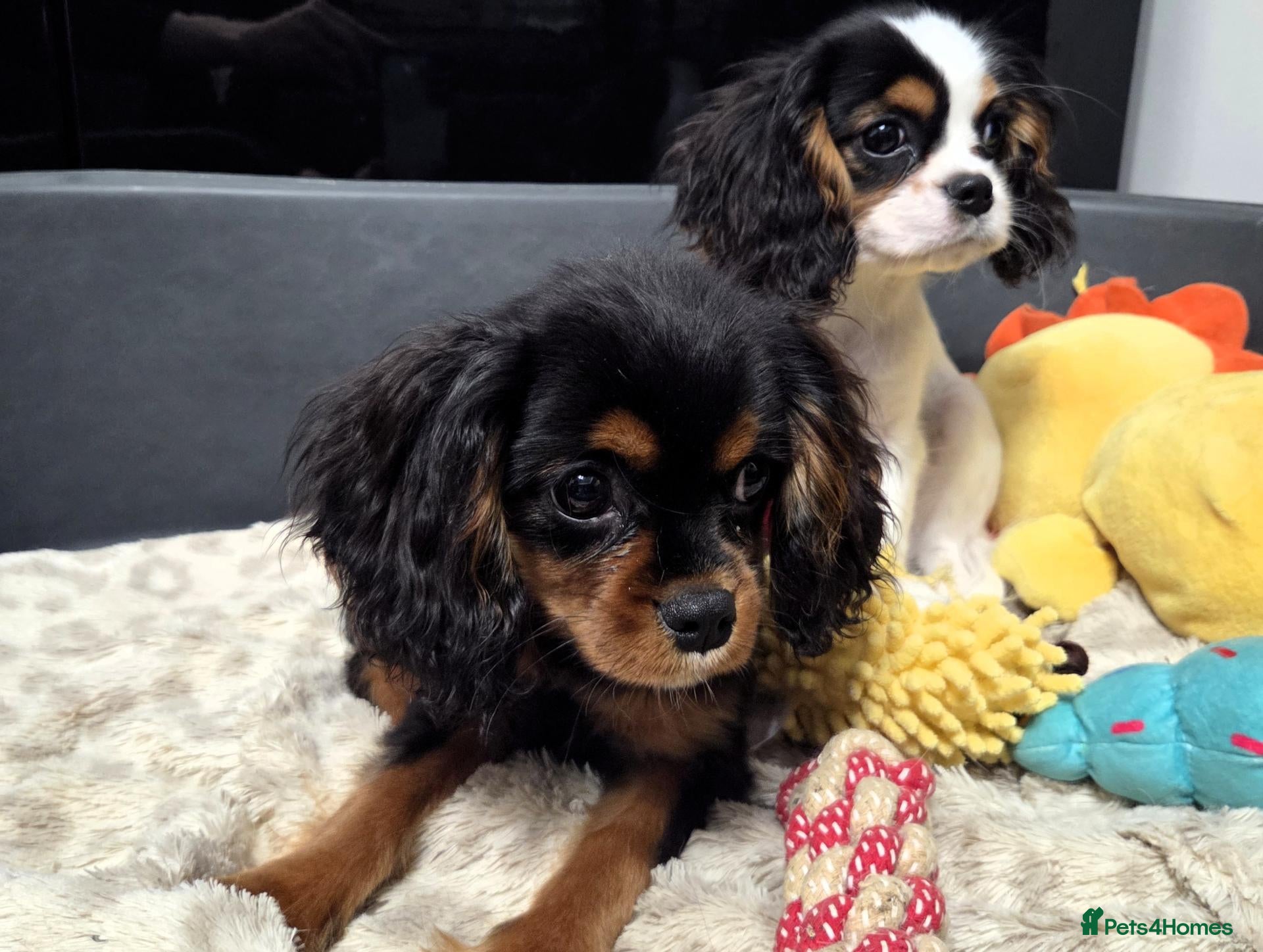 Cavalier King Charles Spaniel dogs Stunning Cavalier King Charles Spaniel Puppies - Advert 12