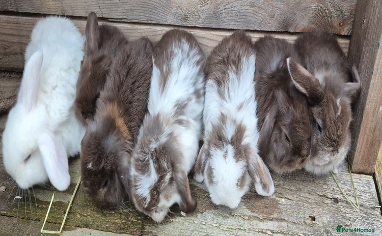 Mini Lop rabbits - Advert 16