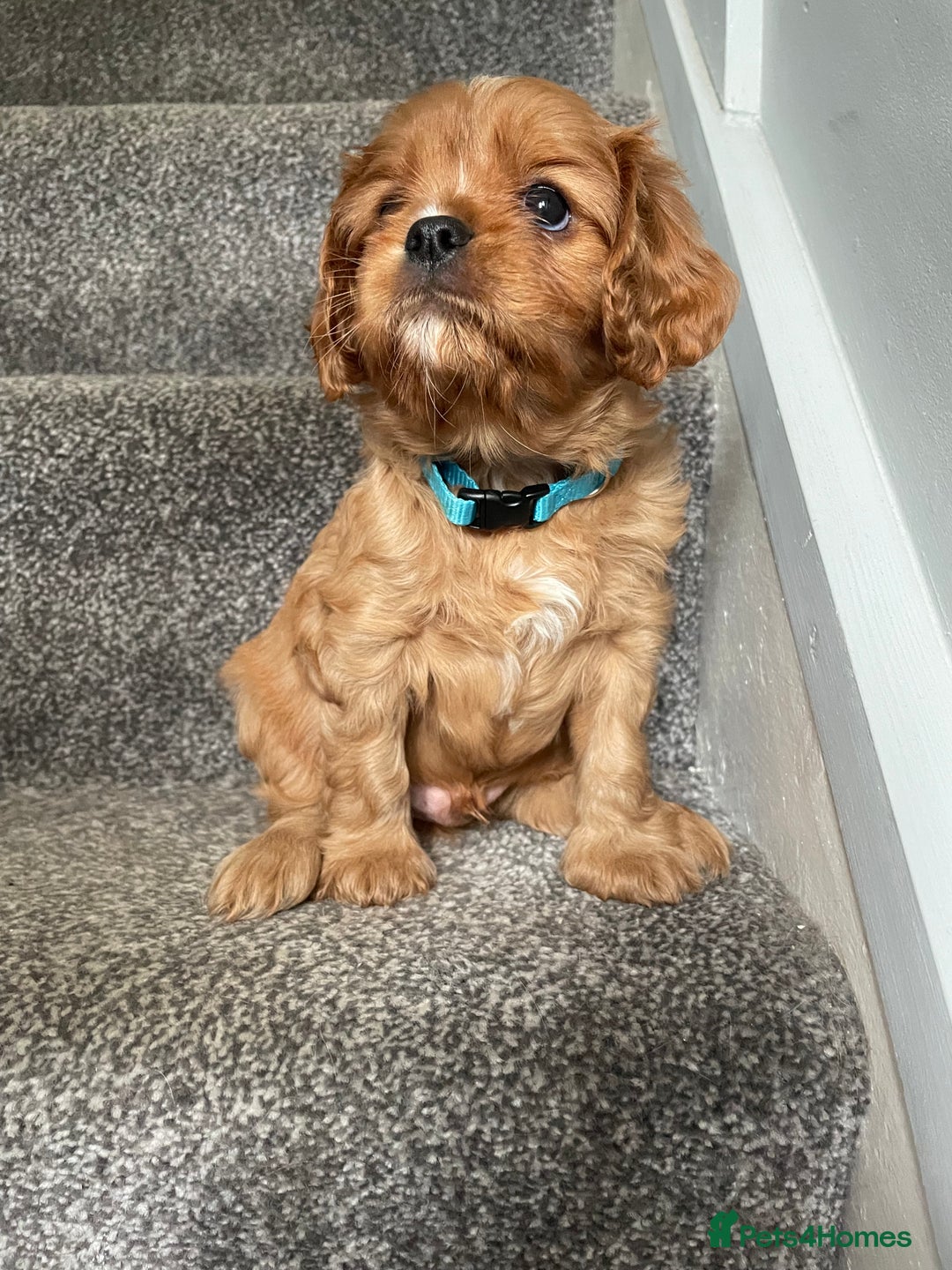 Cavalier King Charles Spaniel dogs for sale: Cavalier King Charles Spaniel Puppies - Advert 3