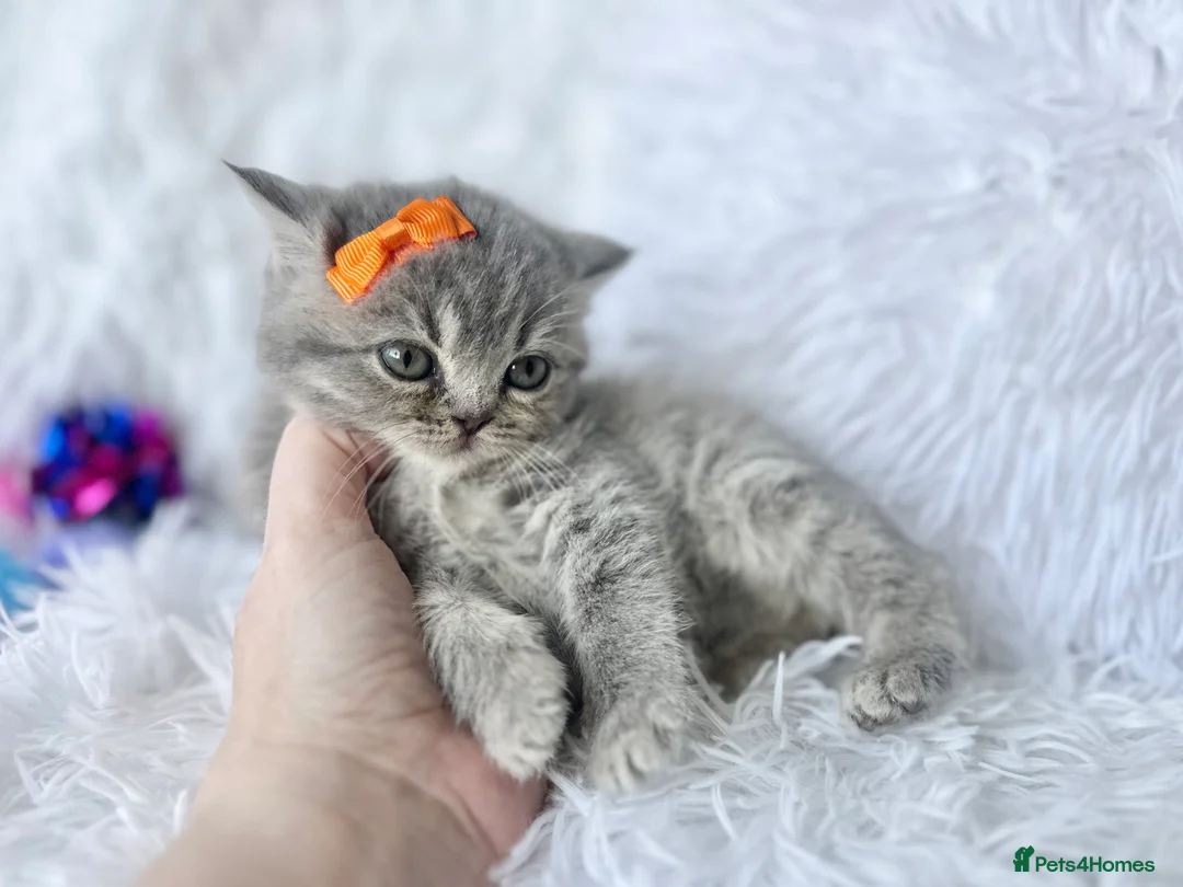 British Shorthair cats for sale: ⭐️ British Shorthair & Longhaired Kittens⭐️  - Advert 33