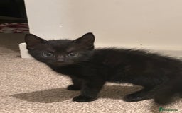 British Longhair cats for sale: Beautiful & playful kittens ready for new home - Image 17
