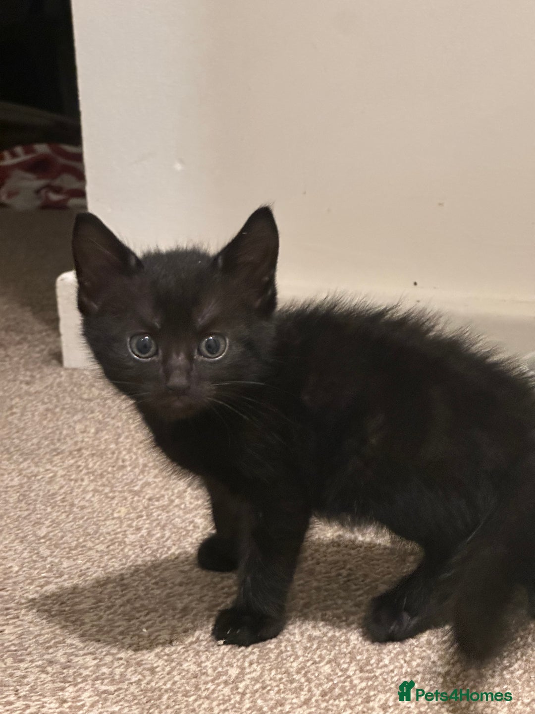 British Longhair cats for sale: Beautiful & playful kittens ready for new home - Image 17