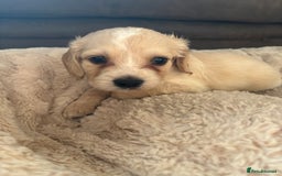 Mixed Breed dogs for sale: Golden doodle x Cocker Spaniel puppies  - Image 14