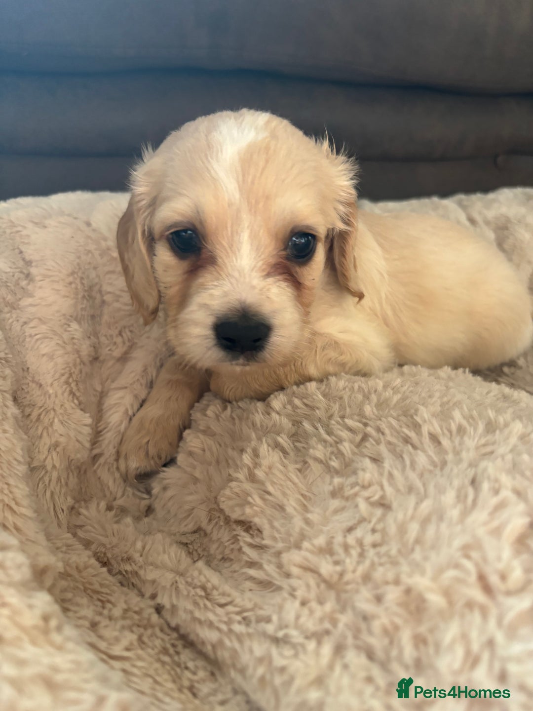 Mixed Breed dogs for sale: Golden doodle x Cocker Spaniel puppies  - Image 14