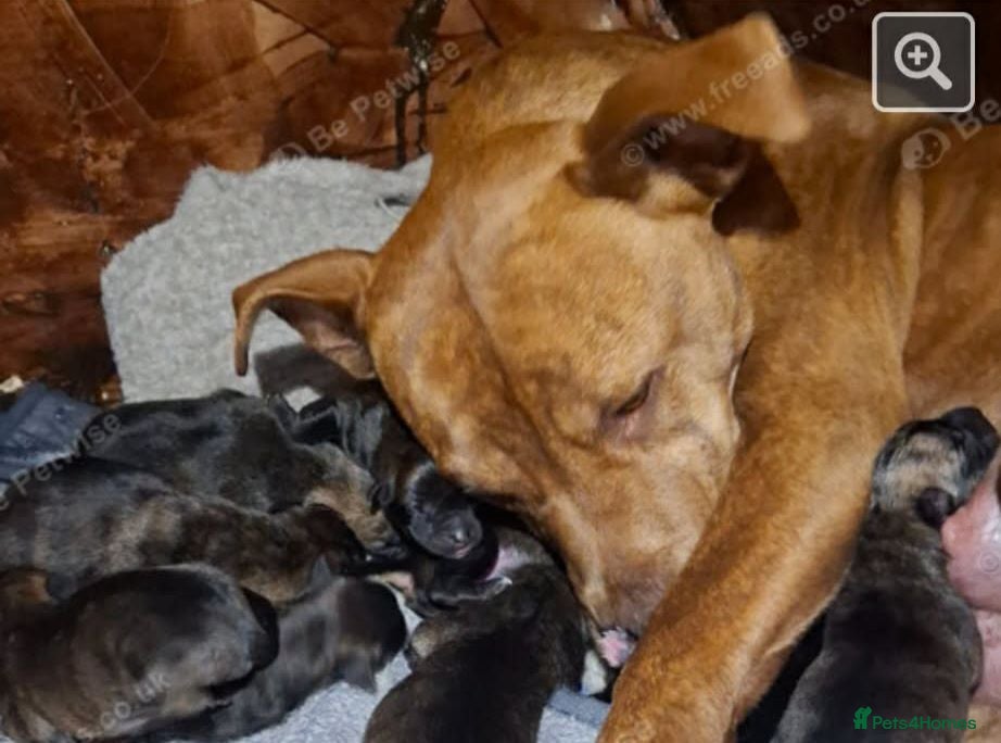 Mixed Breed dogs Beautiful Malinois cross German shepherd  - Advert 13