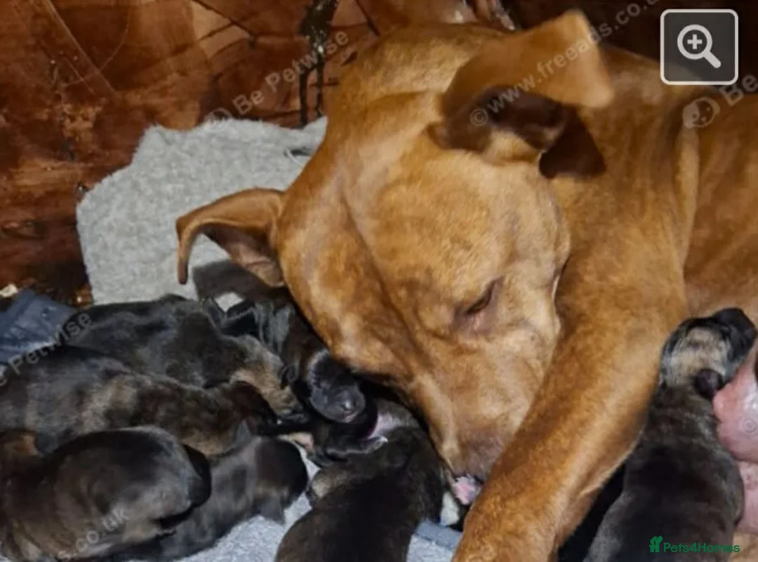 Mixed Breed dogs for sale: Beautiful Malinois cross German shepherd  - Advert 1