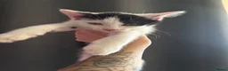 Domestic Shorthair cats for sale: 4 kittens to goto loving homes  in Basingstoke - Advert 3
