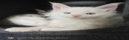 Maine Coon cats for sale: Maine coon Blue eyes + Long Hair in Burnley - Advert 19