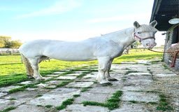 Irish Cob horses for sale: 16hh ex trekking cob mare  - Image 4