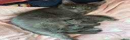 Russian Blue cats for sale: Gorgeous Russian Blue babies  - Advert 6