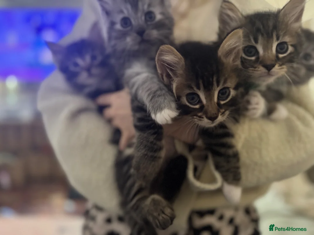 Maine Coon cats for sale: Beautiful Maine coons  in Tadley - Advert 1