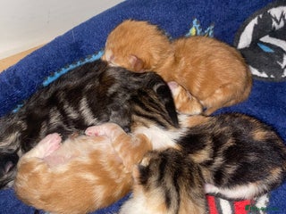 Mixed Breed cats - Advert 10