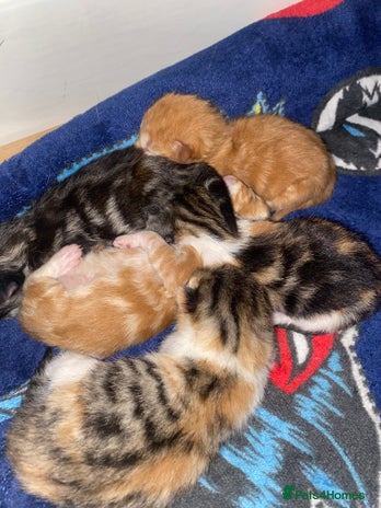 Mixed Breed cats - Advert 3