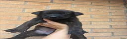 Belgian Shepherd Dog dogs for sale: BRN registered - proven breeding  - Advert 10