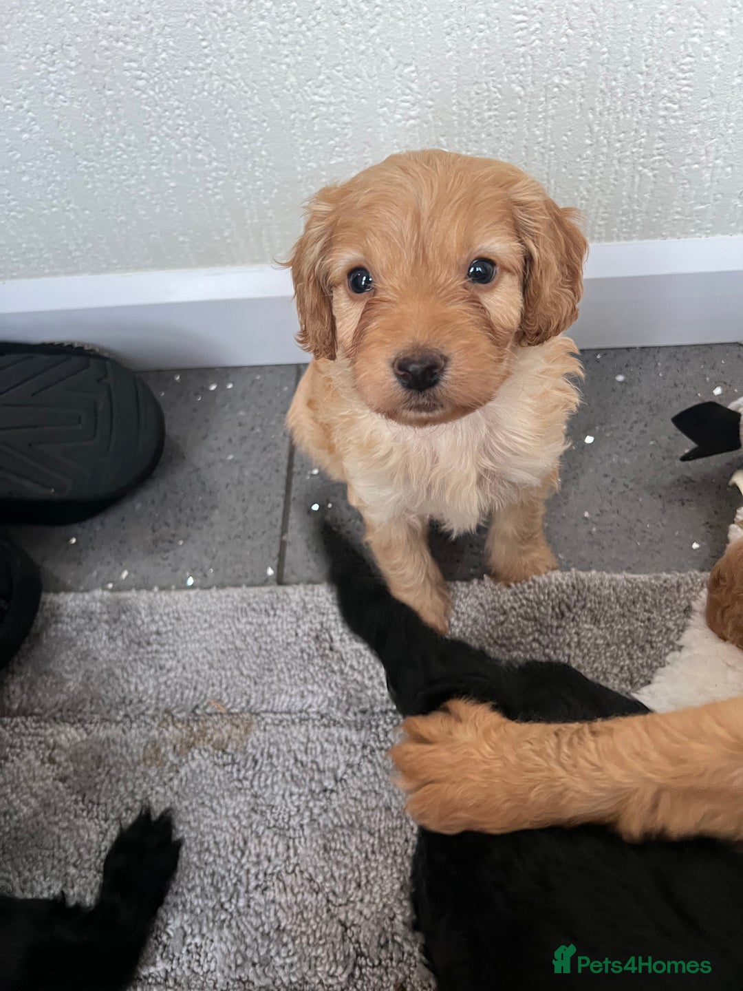Cockapoo dogs for sale: Adorable beautiful f1 cockerpoo pups - Advert 20