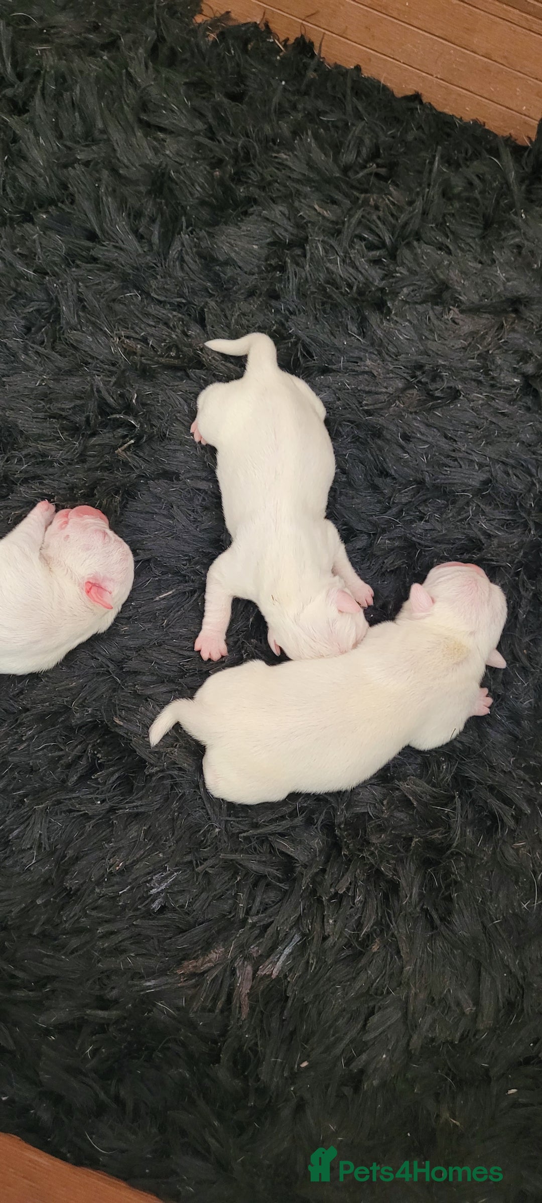 Dorset Olde Tyme Bulldogge dogs for sale: Dorset old tyme puppies  - Image 2