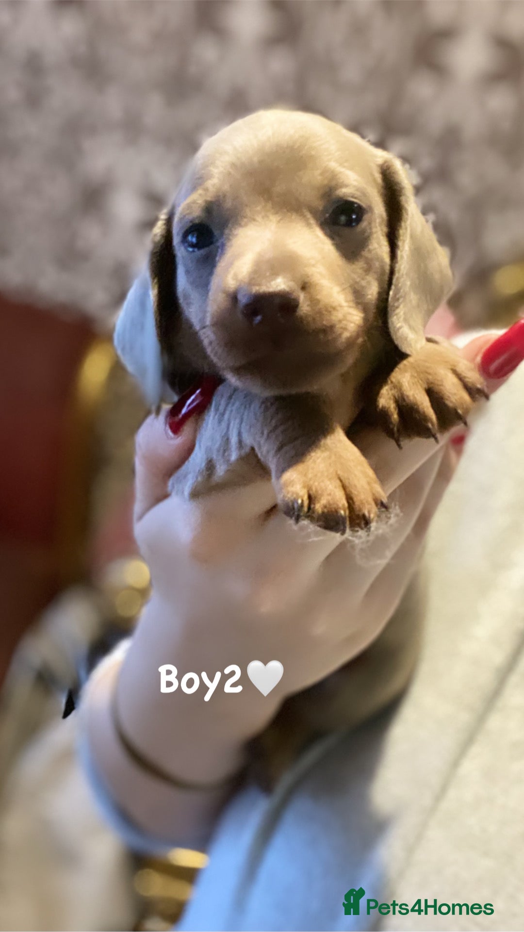 Miniature Dachshund dogs for sale: Miniature dachshund puppies available! - Advert 4