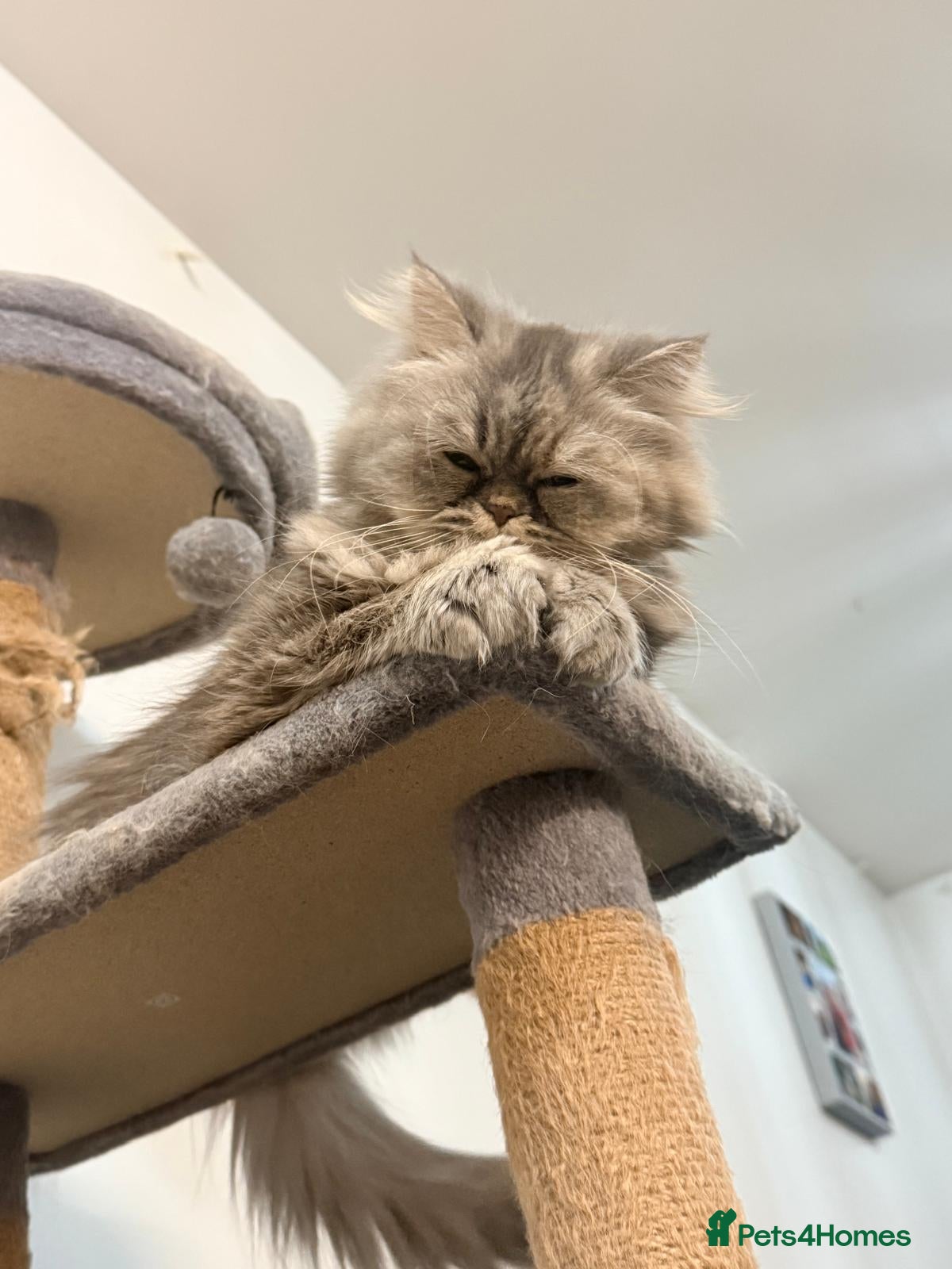Persian cats ❤️ Stunning White & Ginger Persian Kittens ❤️ - Advert 2