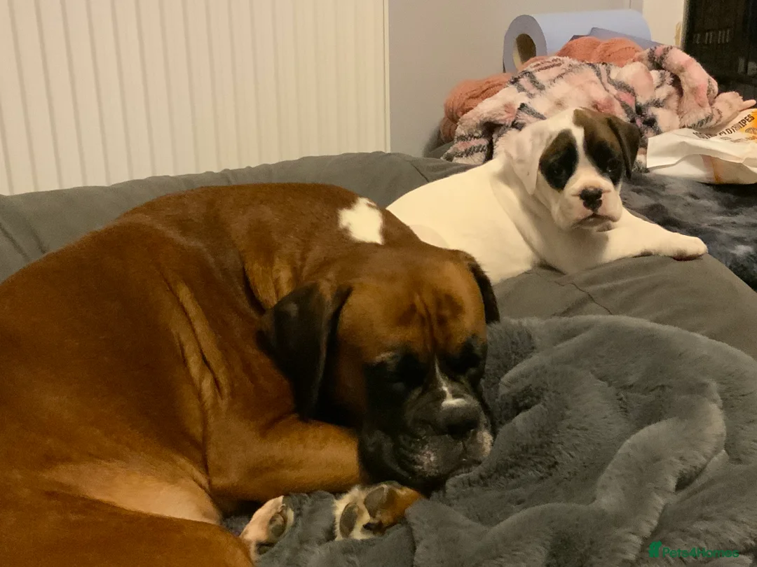 Boxer dogs for sale: Stunning White boy. - Advert 23