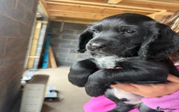 Cocker Spaniel dogs for sale: Cocker Spaniels  - Image 3