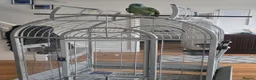 Parrots birds for sale: Blue-fronted Amazon Parrot with Large Cage in Hounslow - Advert 3