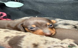 Miniature Dachshund dogs for sale: Miniature Daschund KC. PRA-OI-CRD-PRA-NCL - Image 19