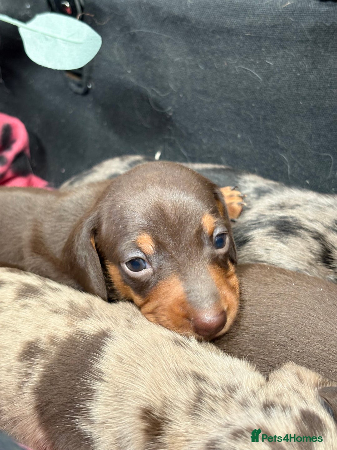 Miniature Dachshund dogs for sale: Miniature Daschund KC. PRA-OI-CRD-PRA-NCL - Image 19