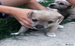 Jackapoo dogs for sale: Three jackapoo puppies - Image 16