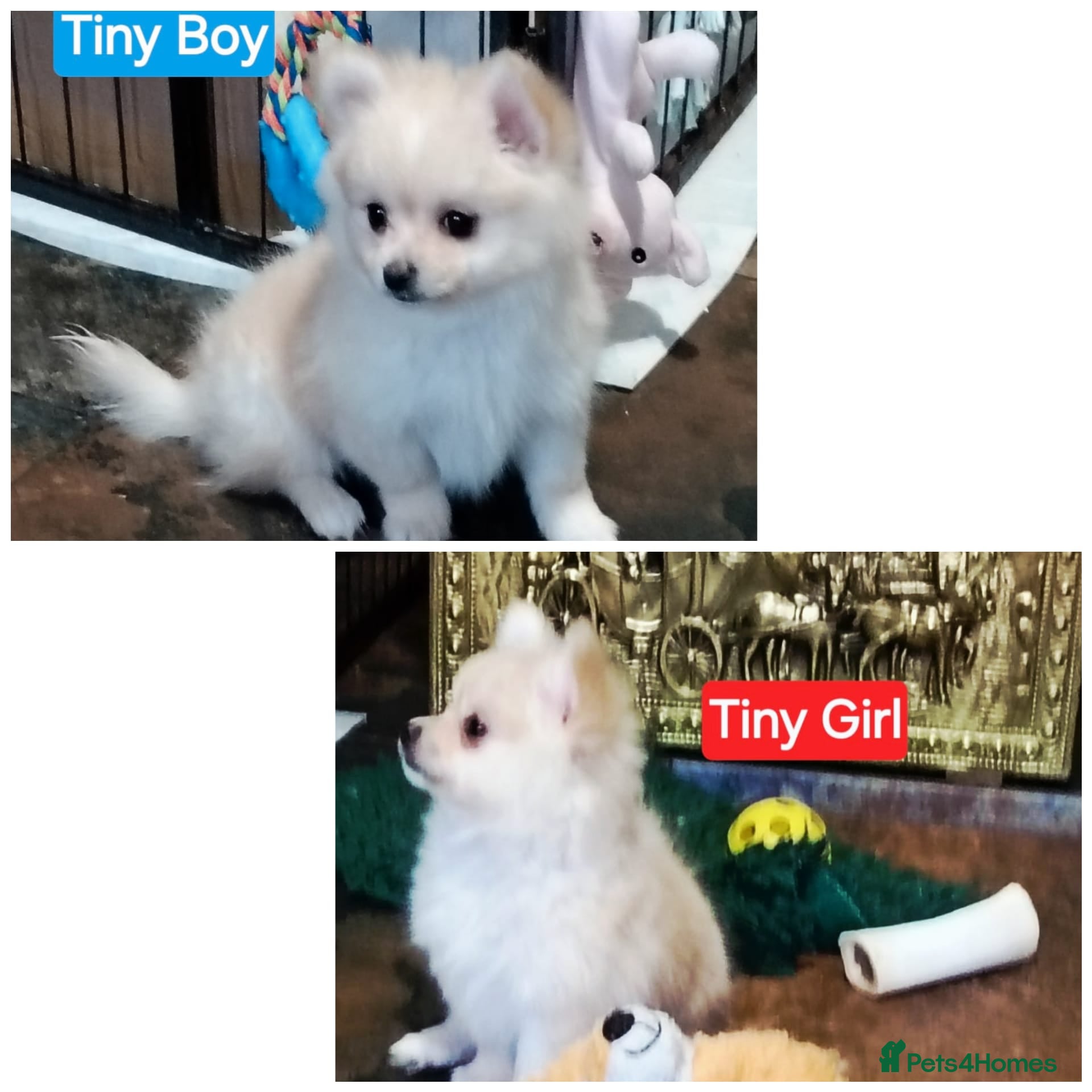 Pomeranian dogs POMERANION TINY Pups. Health Insured Ready Now - Advert 1