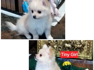 Pomeranian dogs POMERANION TINY Pups. Health Insured Ready Now - Advert 1