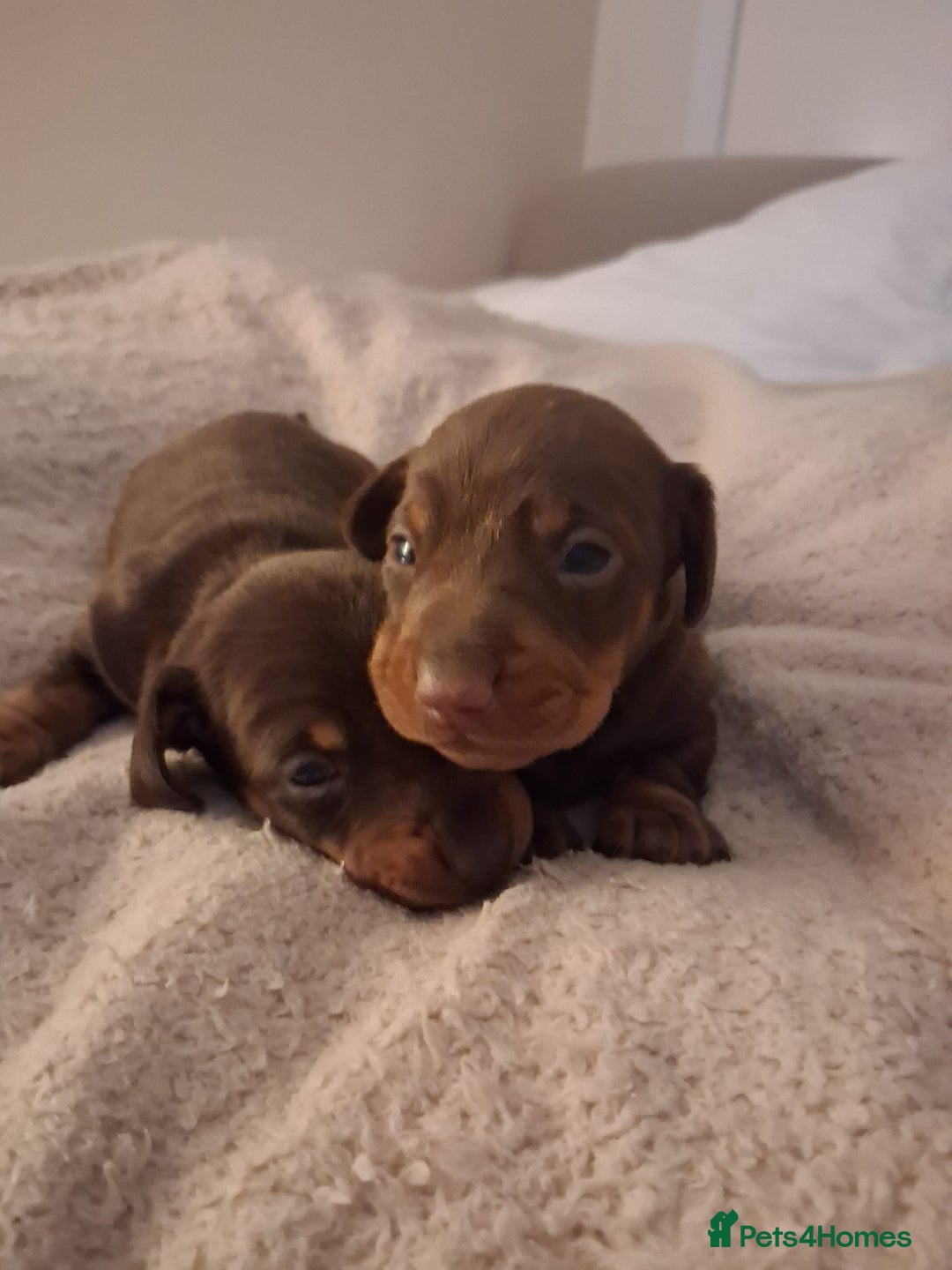 Miniature Dachshund dogs for sale: Miniature dachshund  - Advert 3