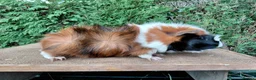 Guinea Pig rodents for sale: Baby boar guinea-pigs - Advert 2