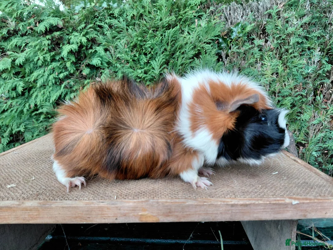 Guinea Pig rodents for sale: Baby boar guinea-pigs - Advert 2