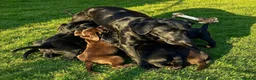 Mixed Breed dogs for sale: STUNNING GWP X LABRADOR PUPPIES - Advert 15