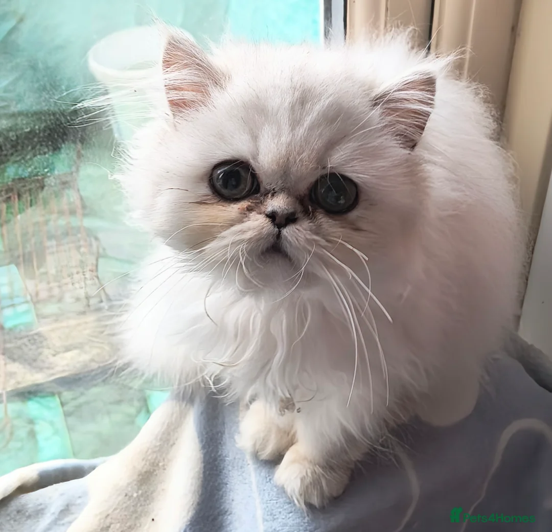 Persian cats for sale: 🍁White black tipped Persian kittens ready now - Advert 1