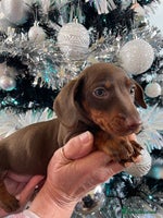 Miniature Dachshund dogs Kc reg mini dachshunds panel tested clear - Advert 3