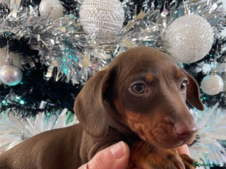 Miniature Dachshund dogs Kc reg mini dachshunds panel tested clear - Advert 4