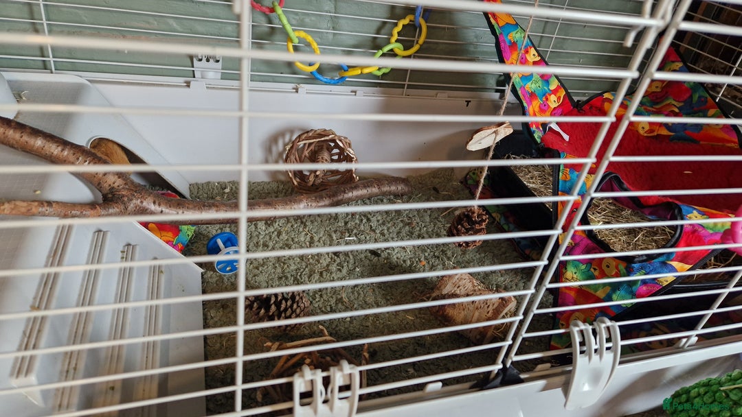 Guinea Pig rodents for sale: Guinea pigs x2 - Image 3