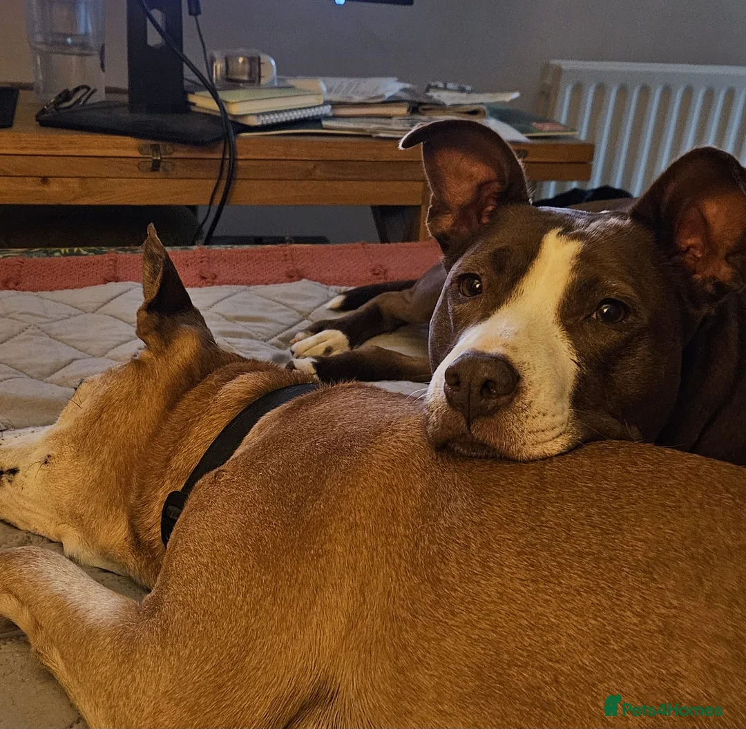 Mixed Breed dogs for adoption: Urgent 🚨 HELP Home Needed  in Hengoed - Advert 7