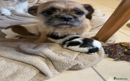 Mixed Breed dogs for sale: Female Border Terrier X ShitZu  - Image 13