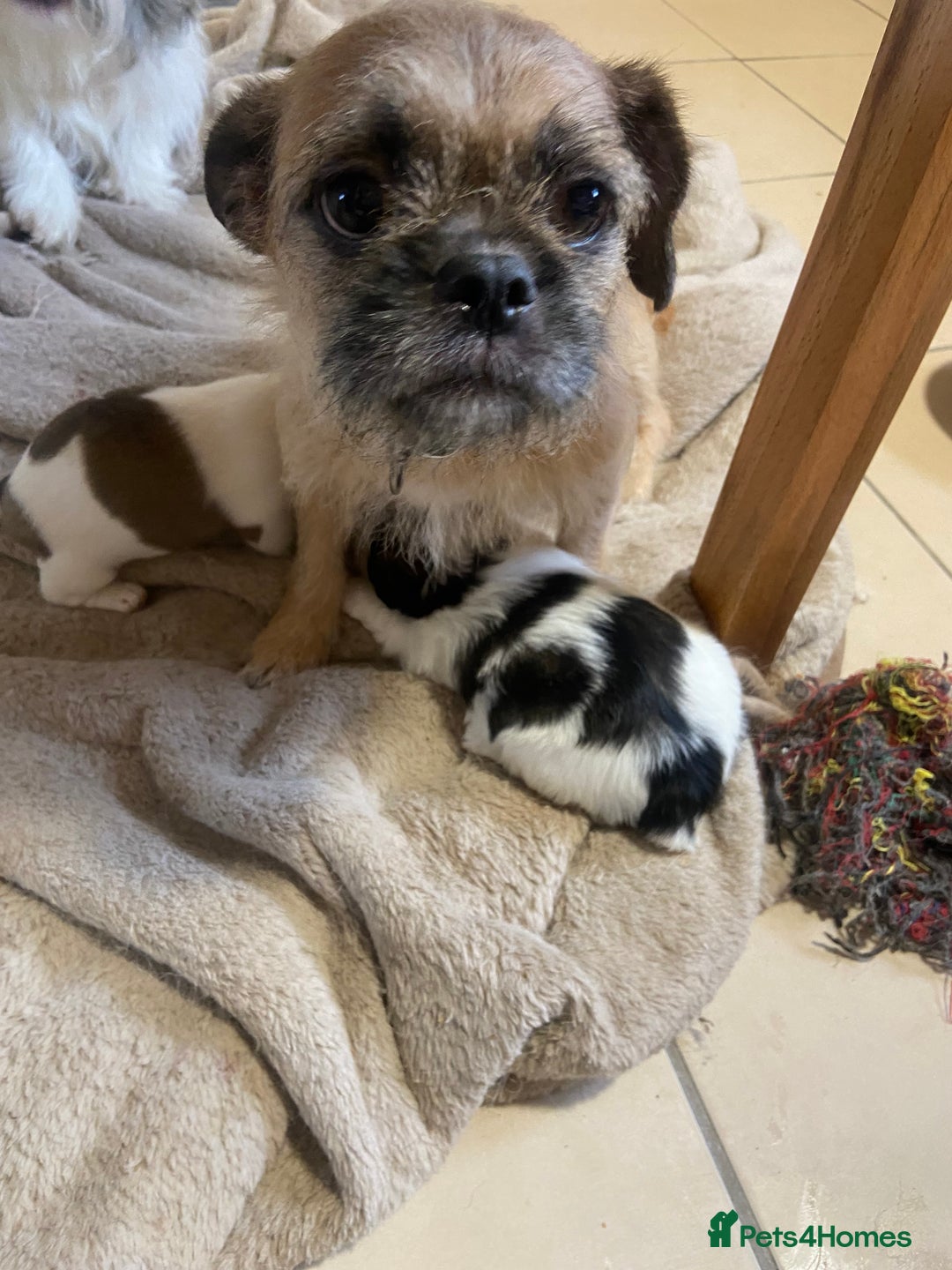 Mixed Breed dogs for sale: Female Border Terrier X ShitZu  - Image 13