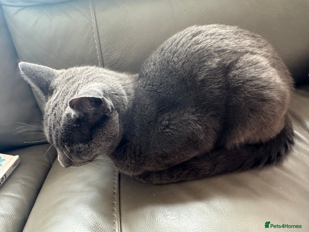 British Shorthair cats for sale: Cat for sale - Advert 2